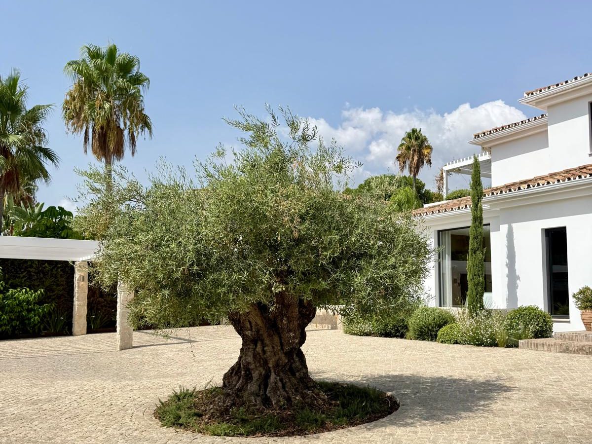 Jahrhundertealter Olivenbaum an der Costa del Sol
